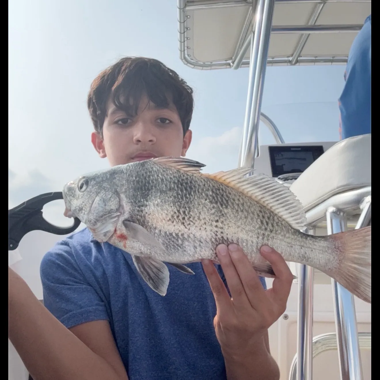Black drum caught on Fishbrain