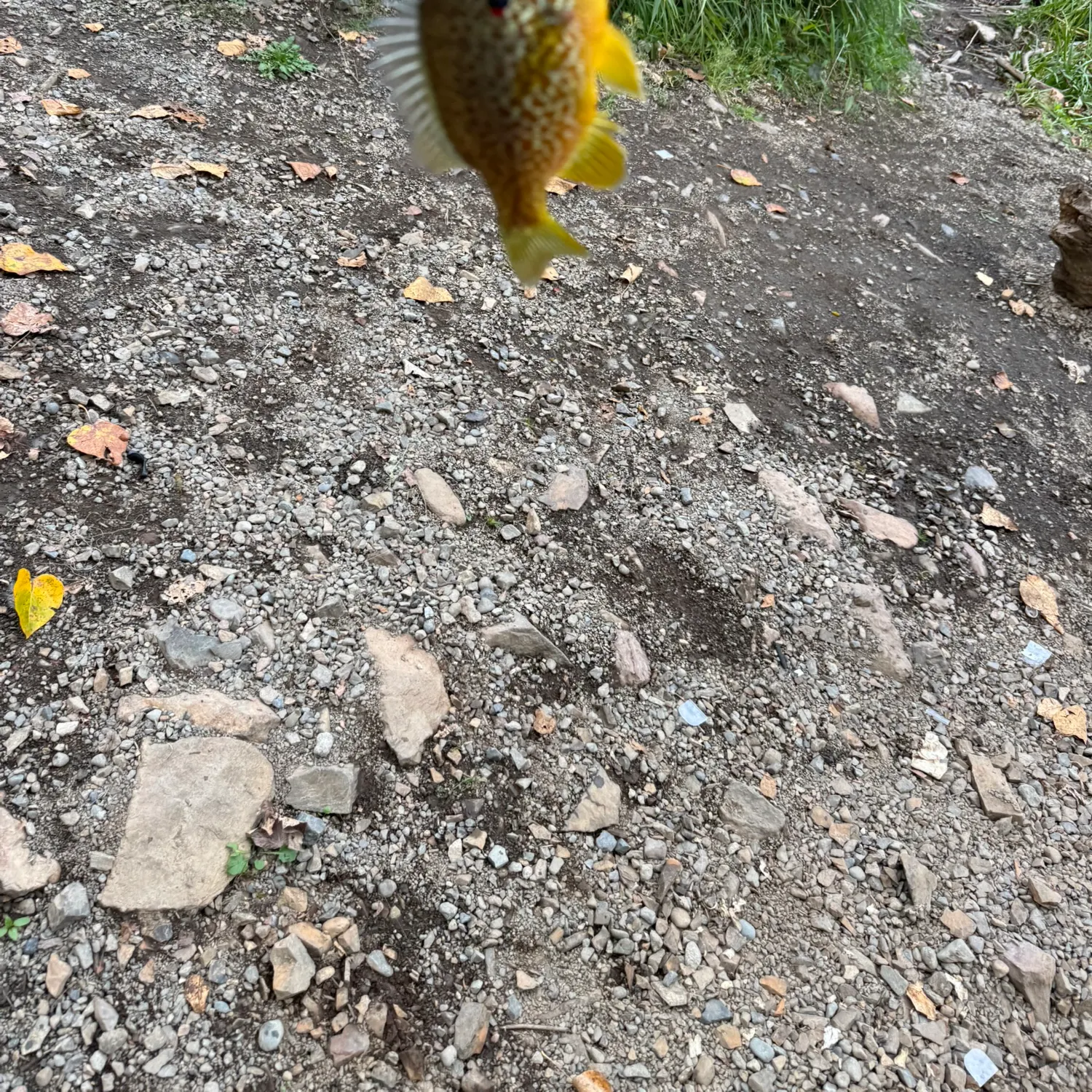 Pumpkinseed caught on Fishbrain