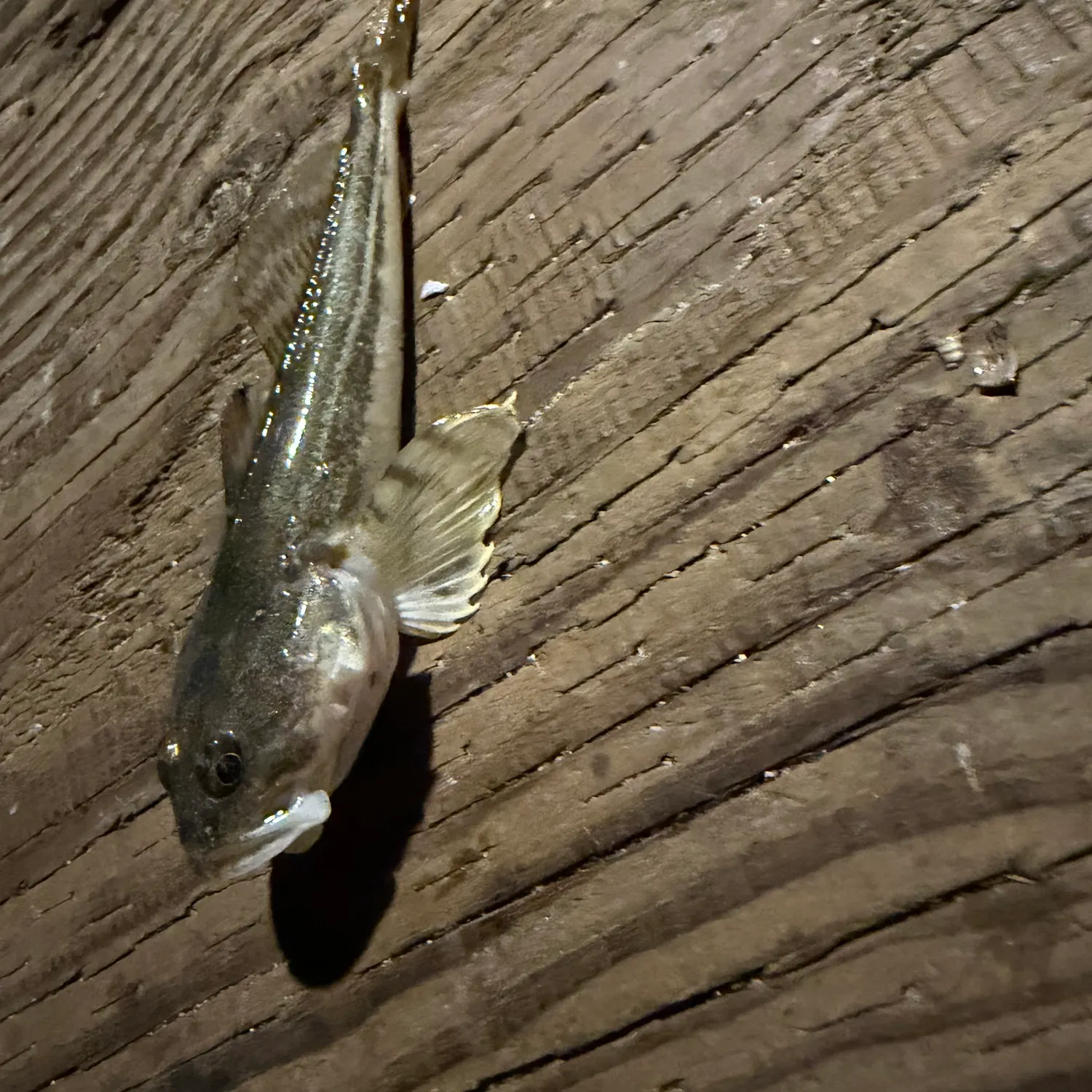 The most recent Longspined bullhead catches on Fishbrain