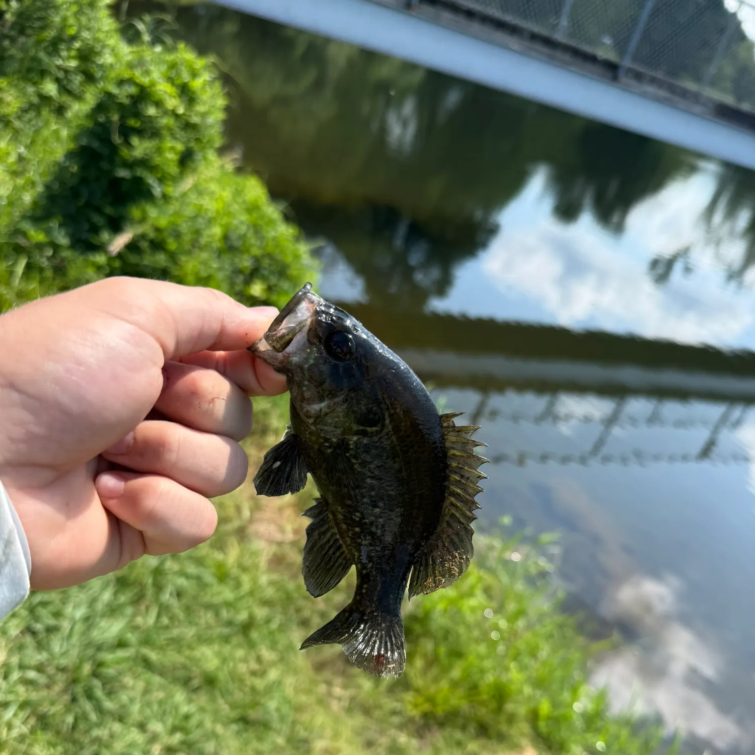 The most recent Warmouth x green sunfish catches on Fishbrain