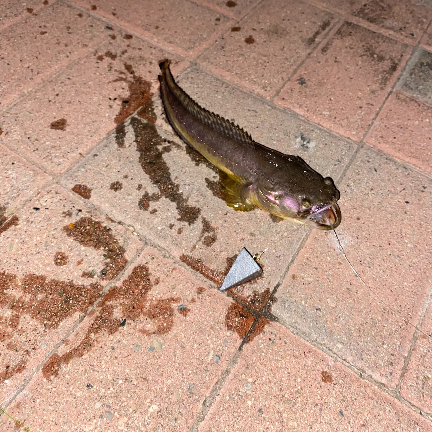 The most recent Plainfin midshipman catches on Fishbrain