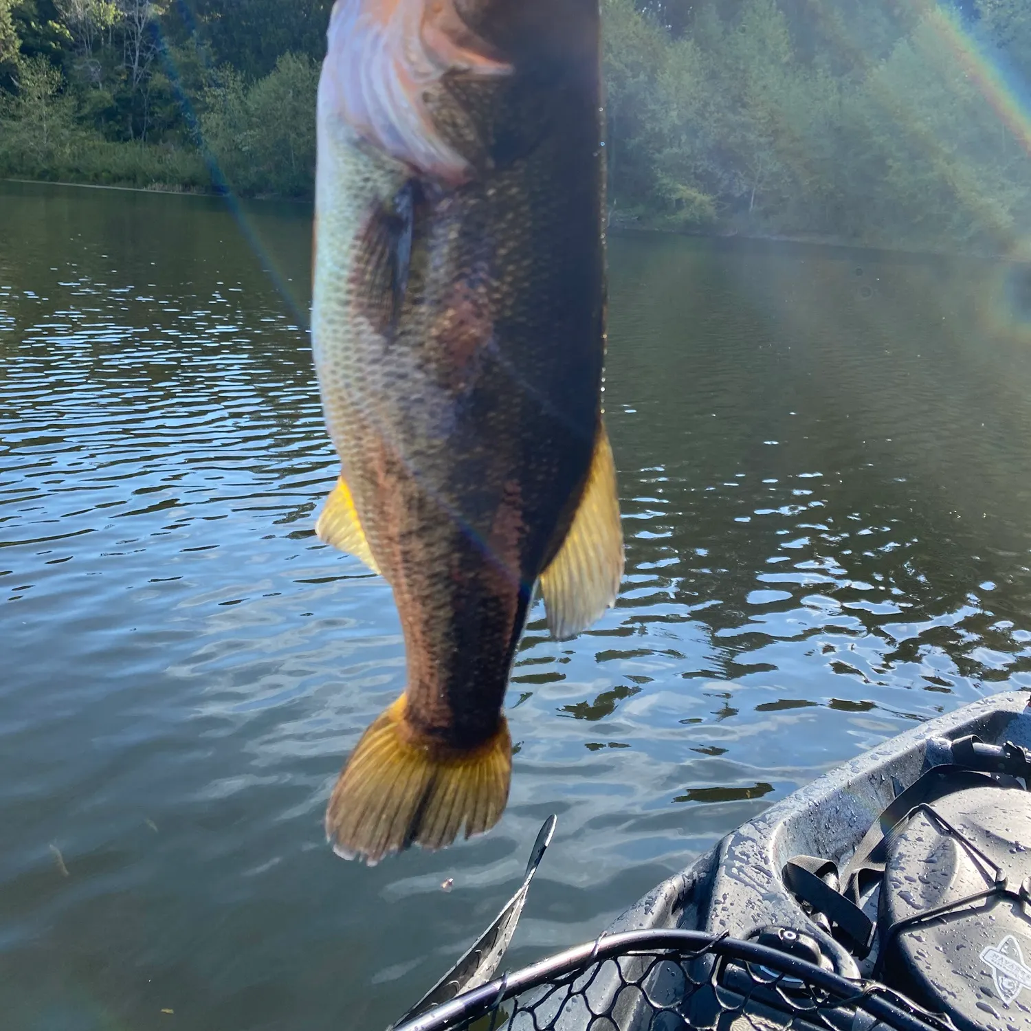 Largemouth bass caught on Fishbrain