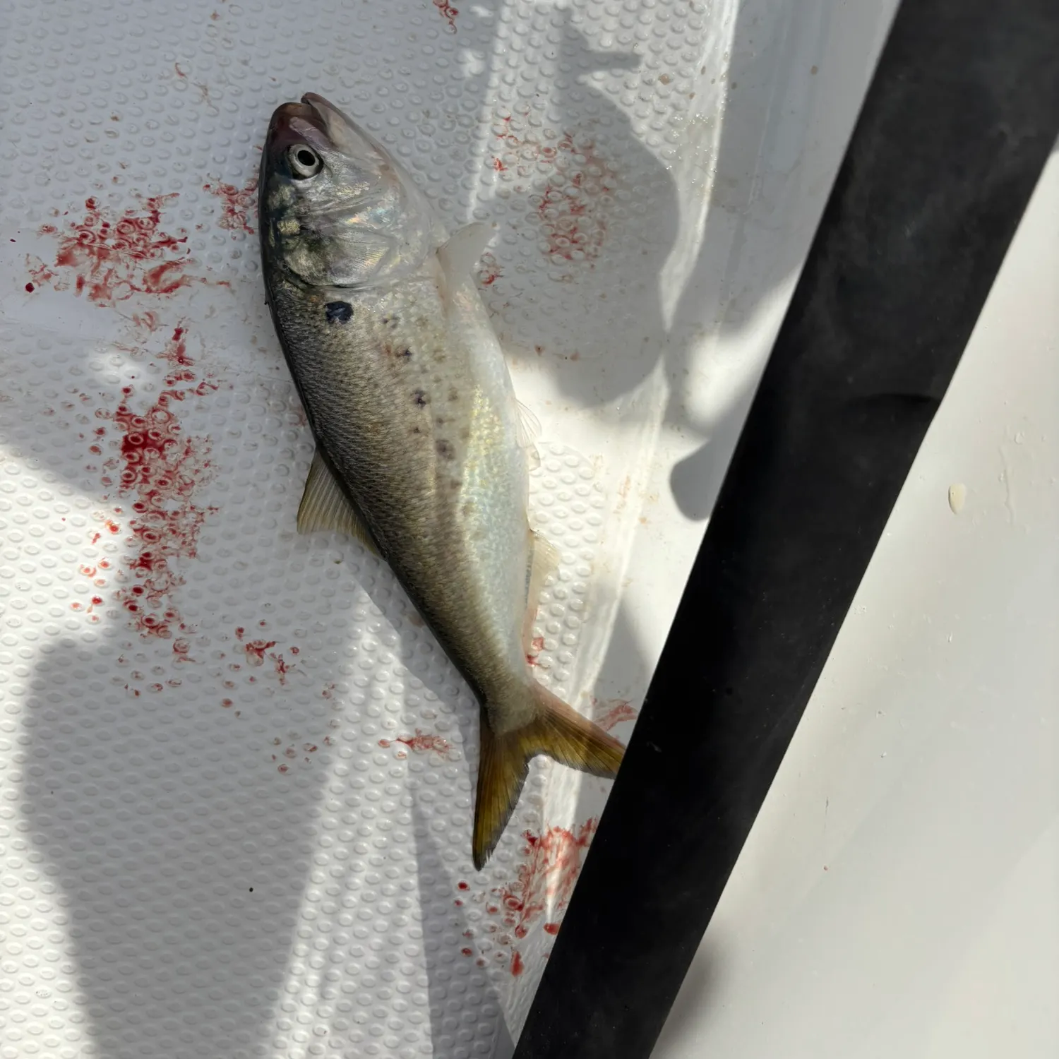 The most recent Atlantic menhaden catches on Fishbrain