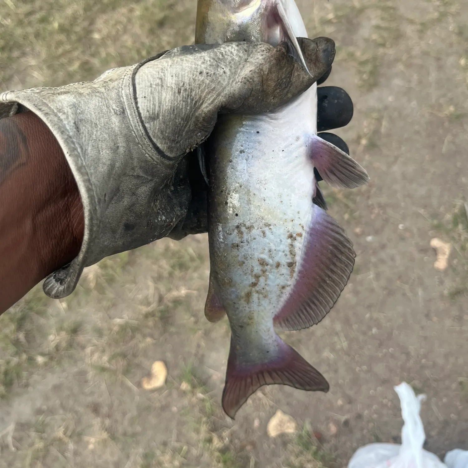 Channel catfish caught on Fishbrain
