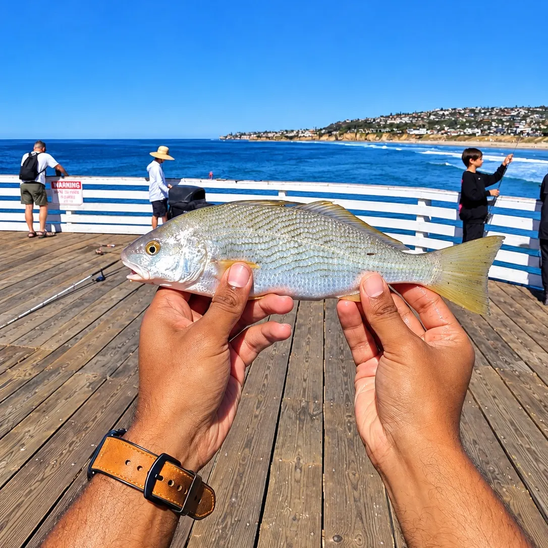 Yellowfin croaker caught on Fishbrain
