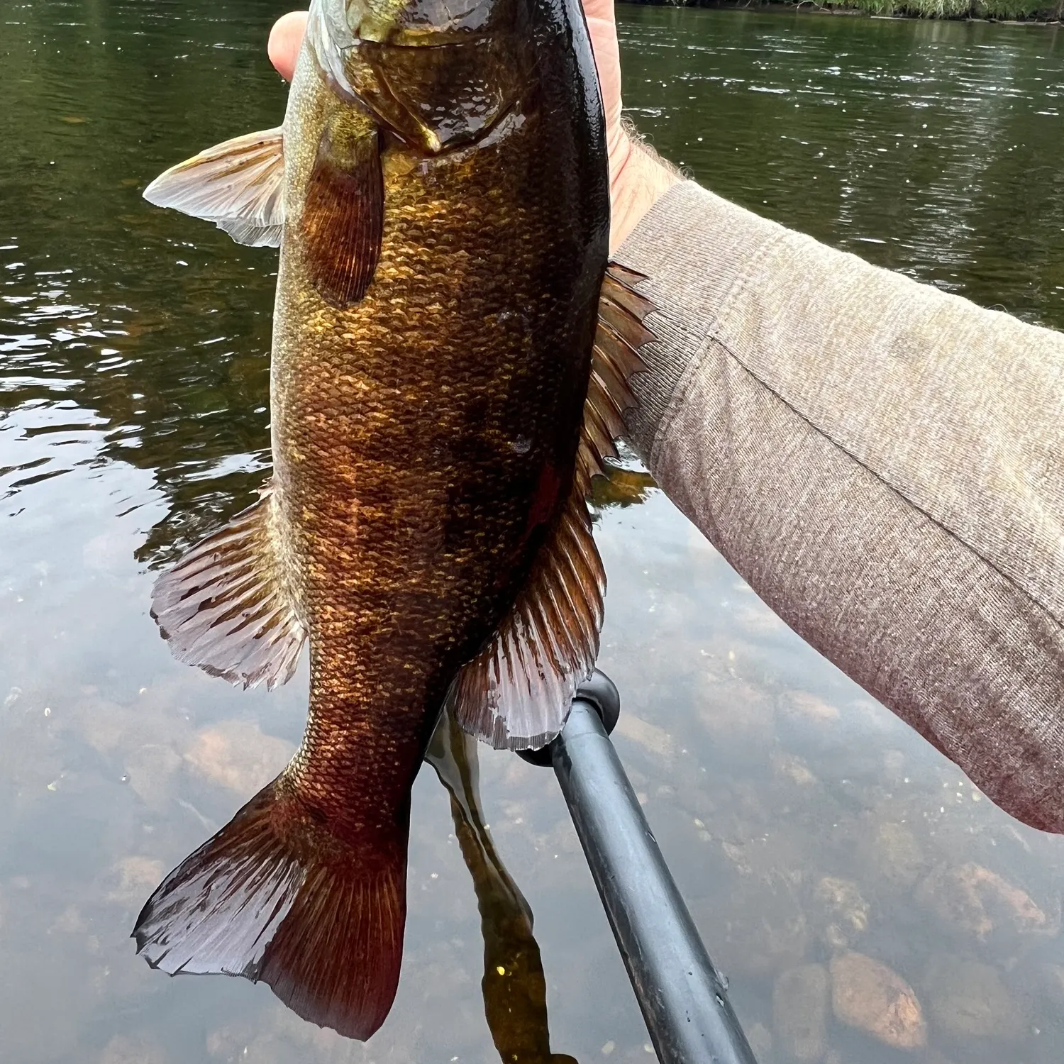 Smallmouth bass caught on Fishbrain