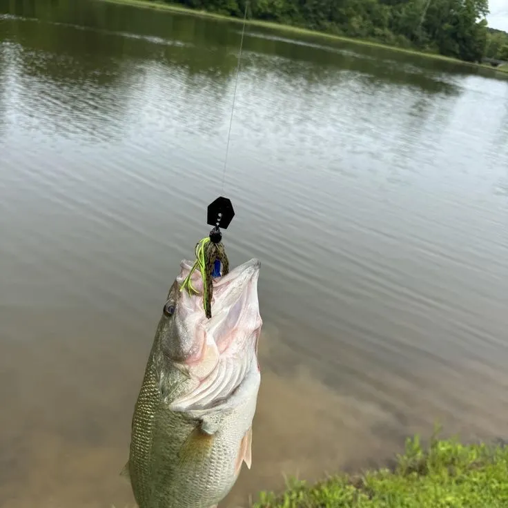 Largemouth bass caught on Fishbrain