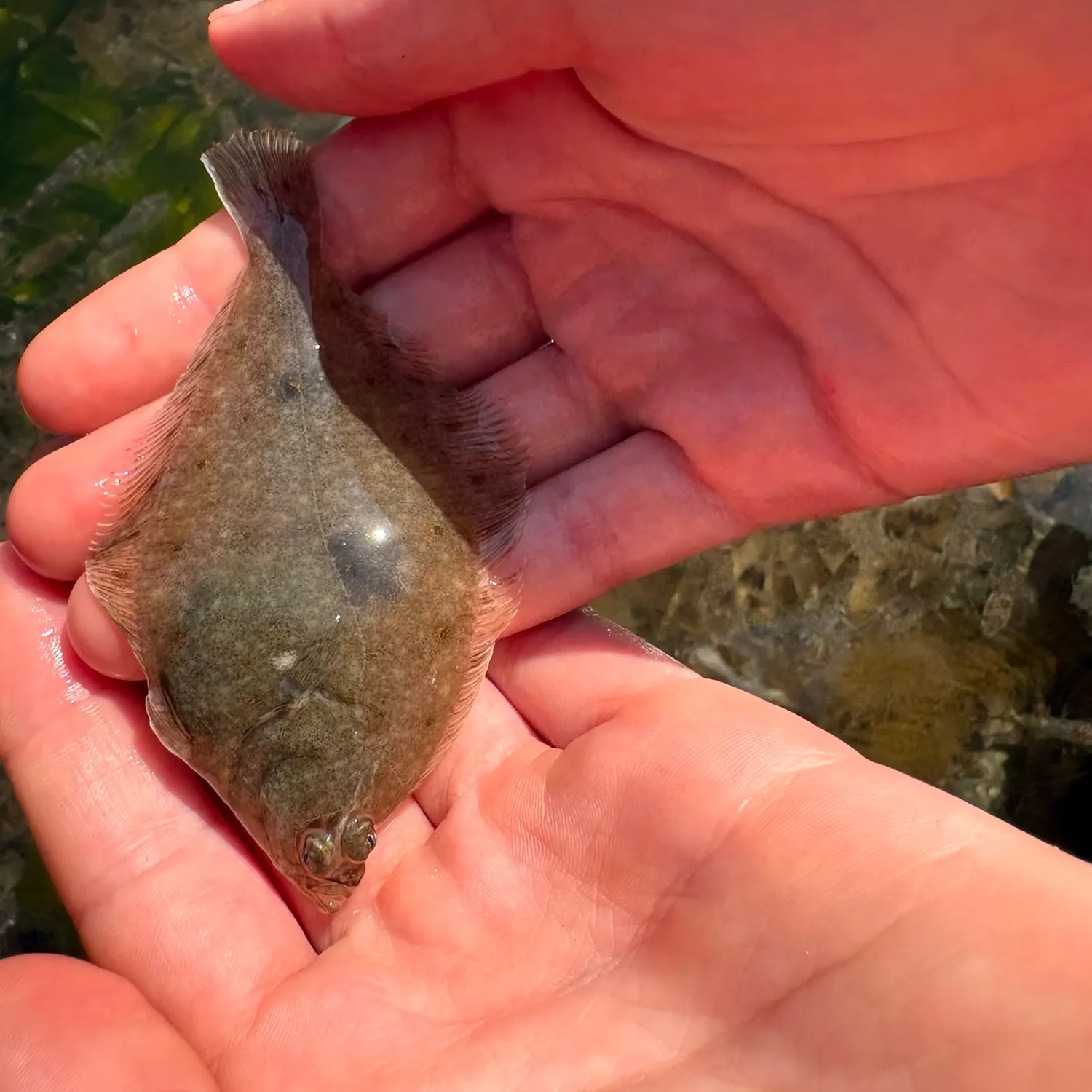 European flounder caught on Fishbrain