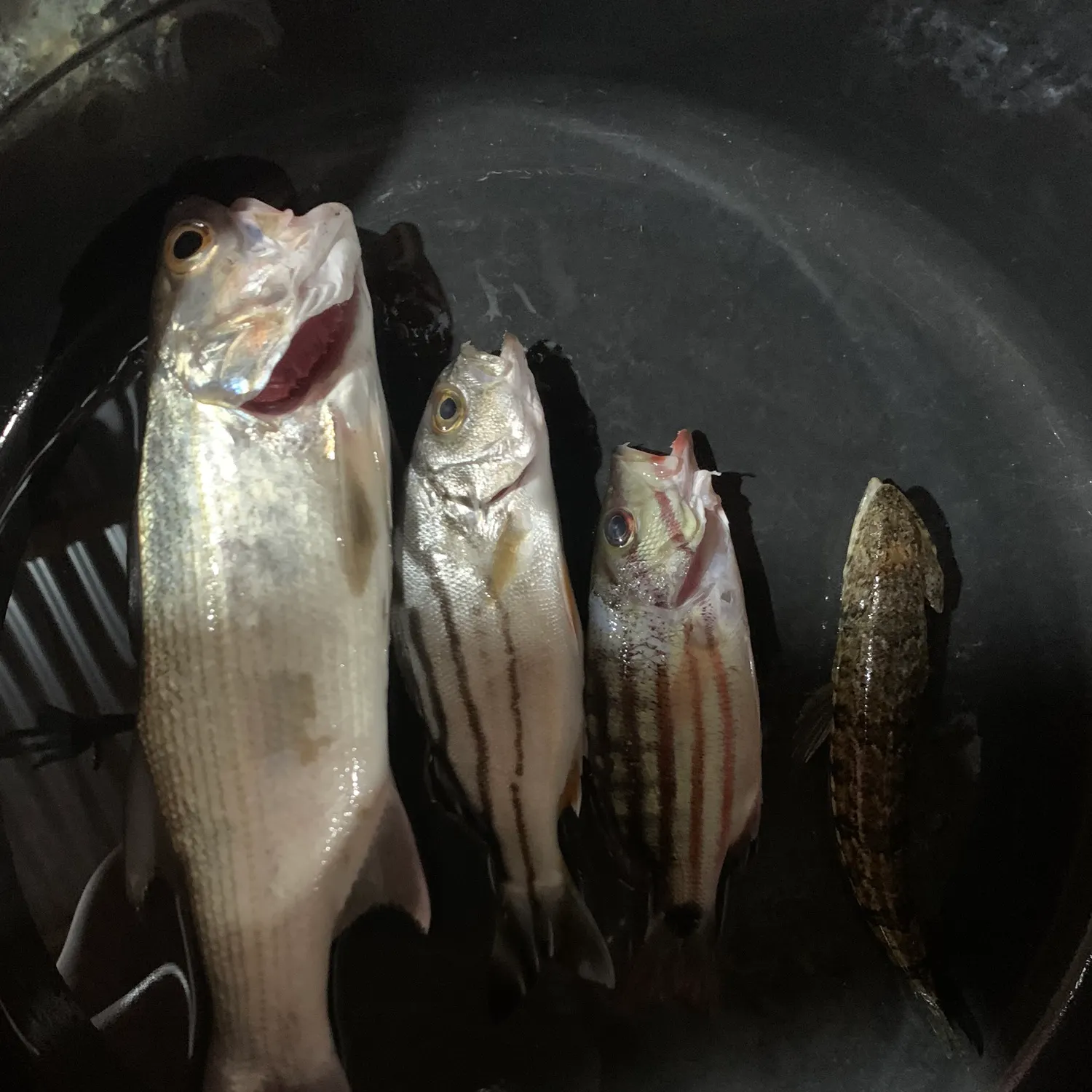 The most popular recent Checkered snapper catch on Fishbrain
