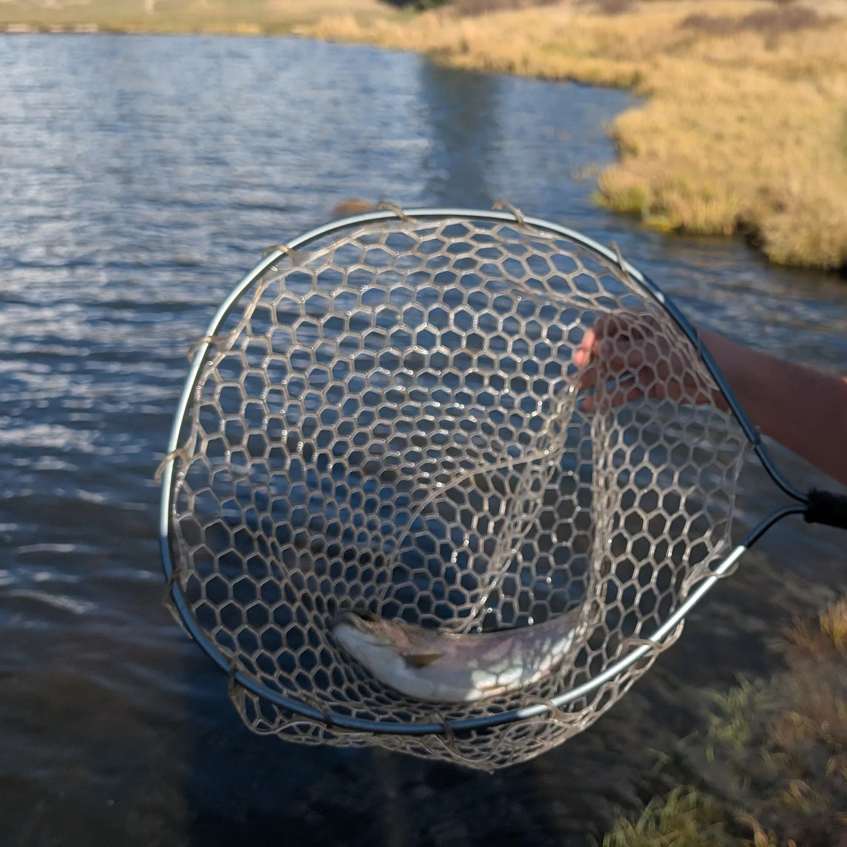 Rainbow trout caught on Fishbrain