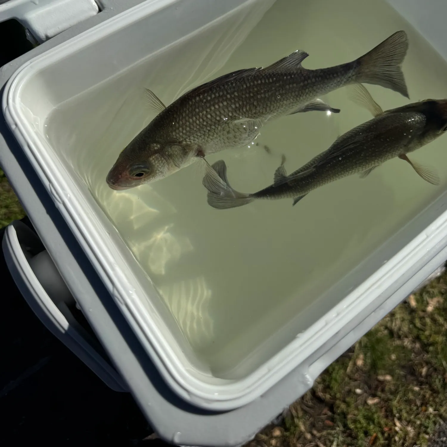 White perch caught on Fishbrain