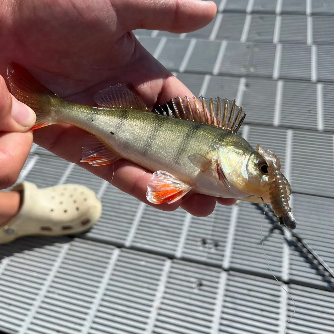European perch caught on Fishbrain