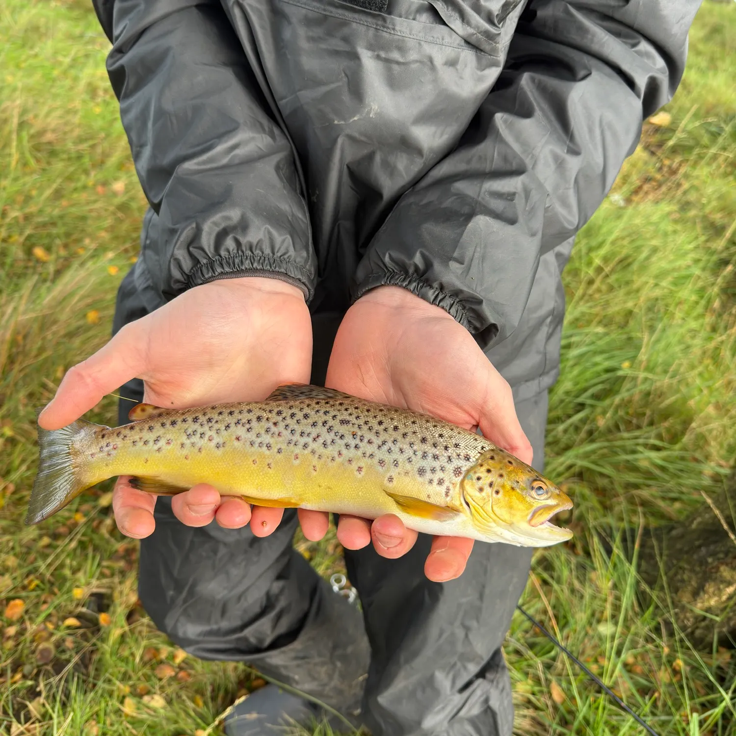 Brown trout caught on Fishbrain