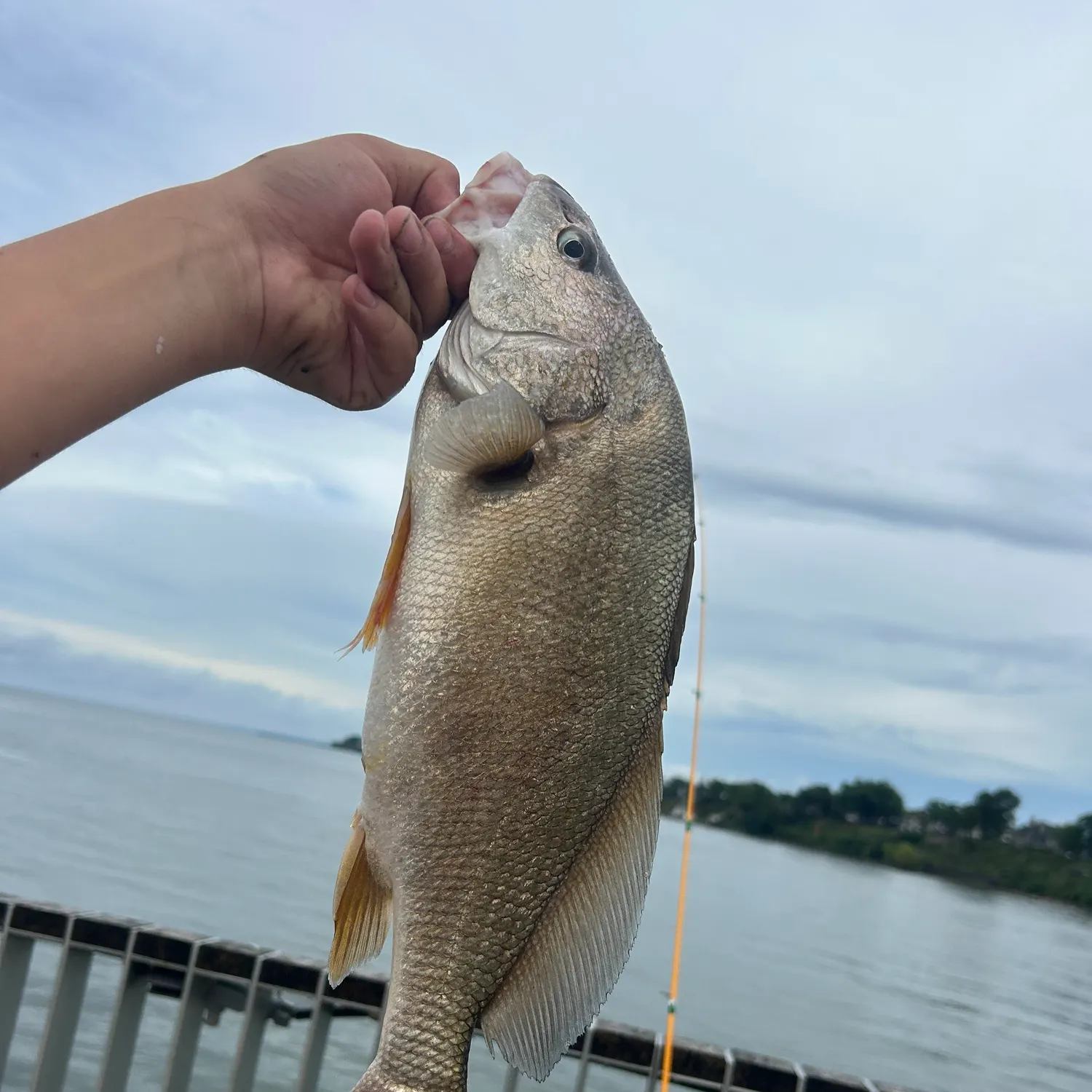 Freshwater drum caught on Fishbrain