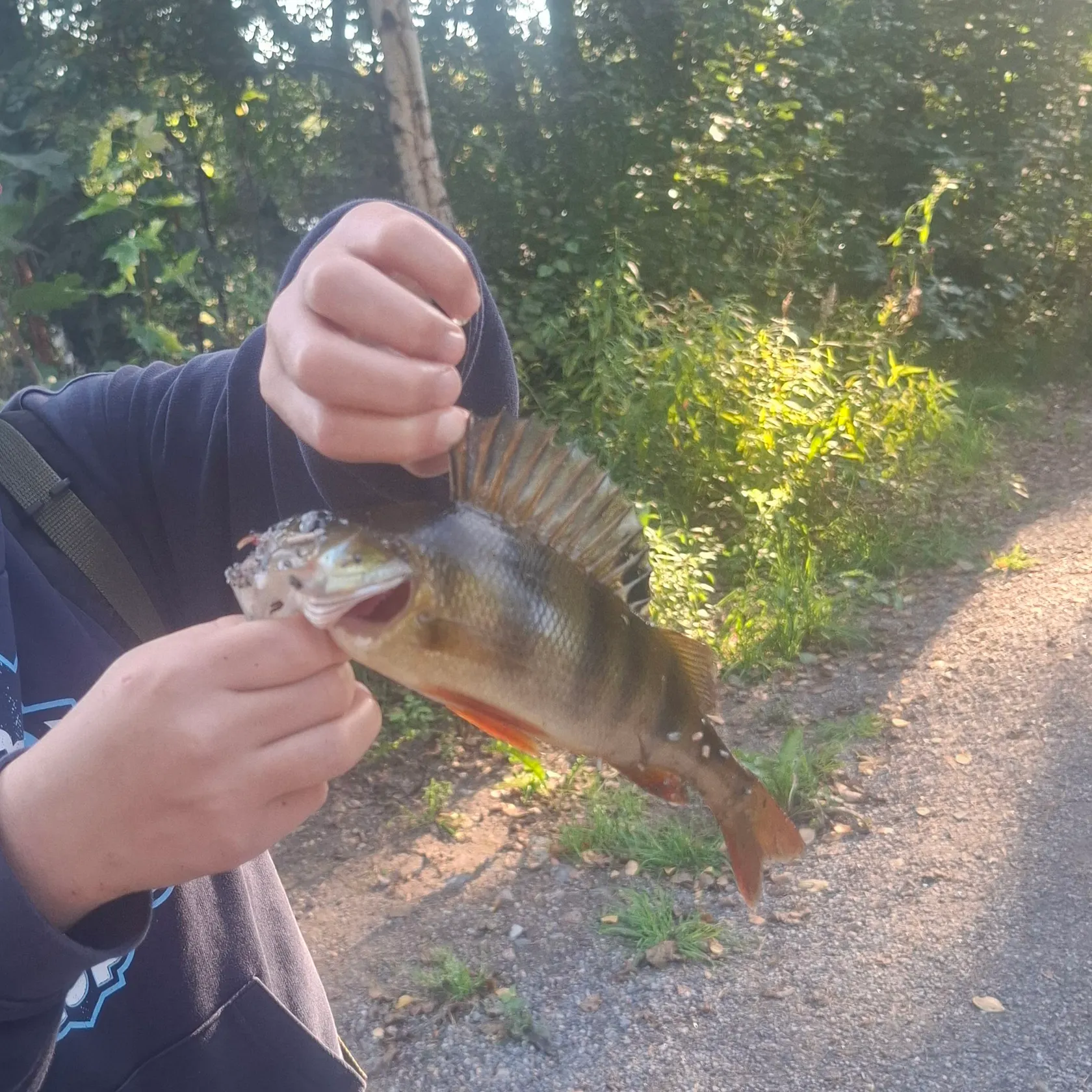 European perch caught on Fishbrain