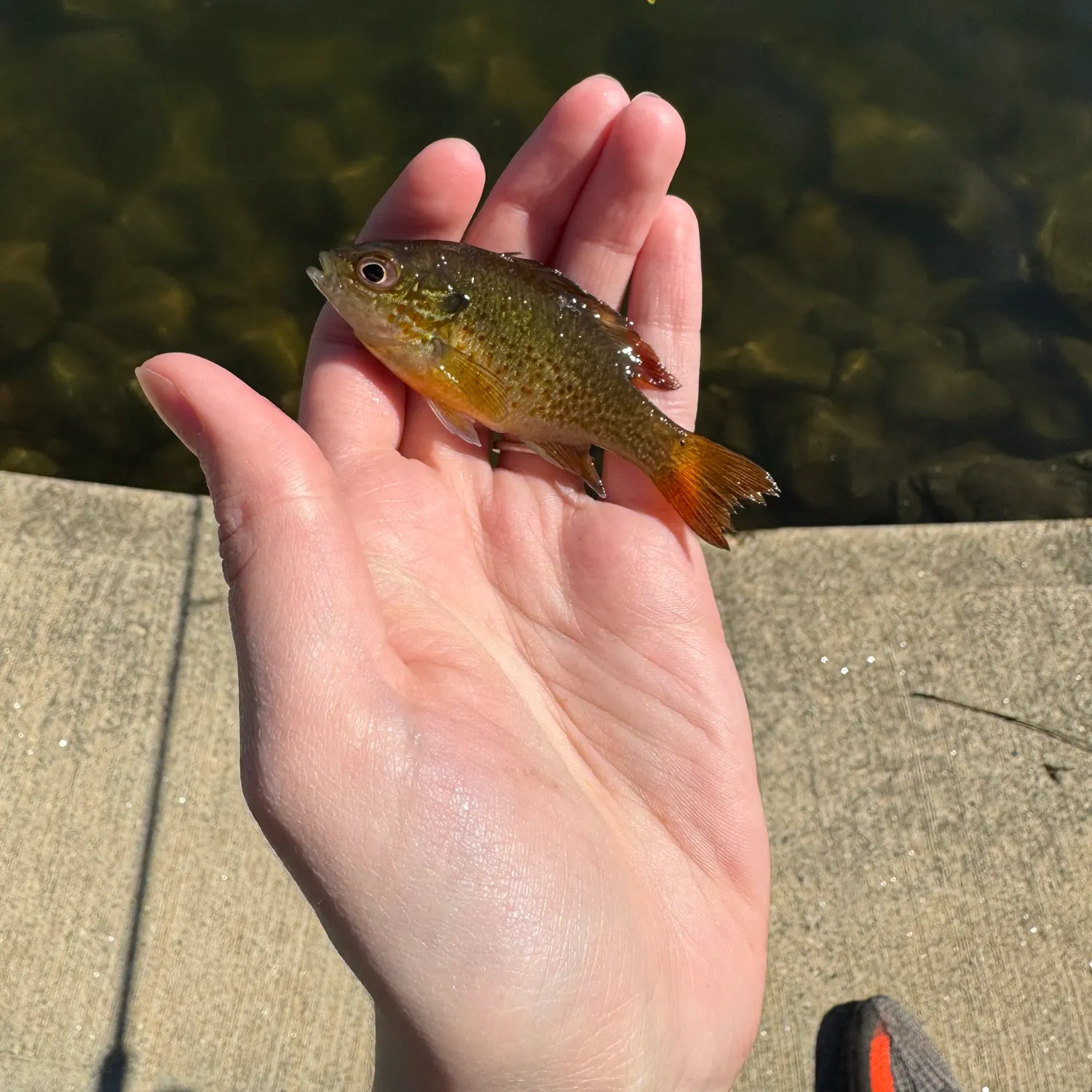 The most recent Bluegill catches on Fishbrain