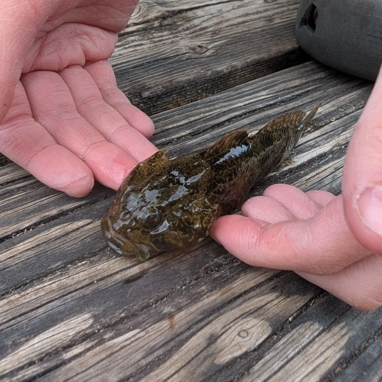 The most recent Mottled sculpin catches on Fishbrain