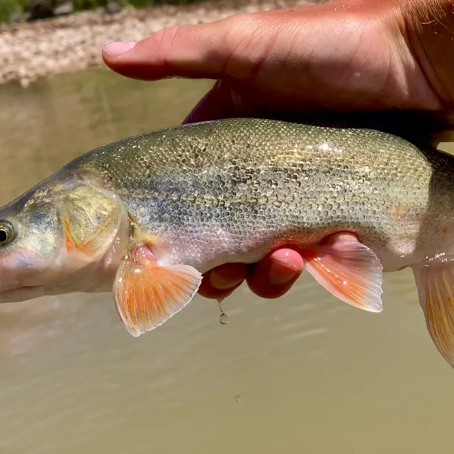 The most recent Roundtail chub catches on Fishbrain