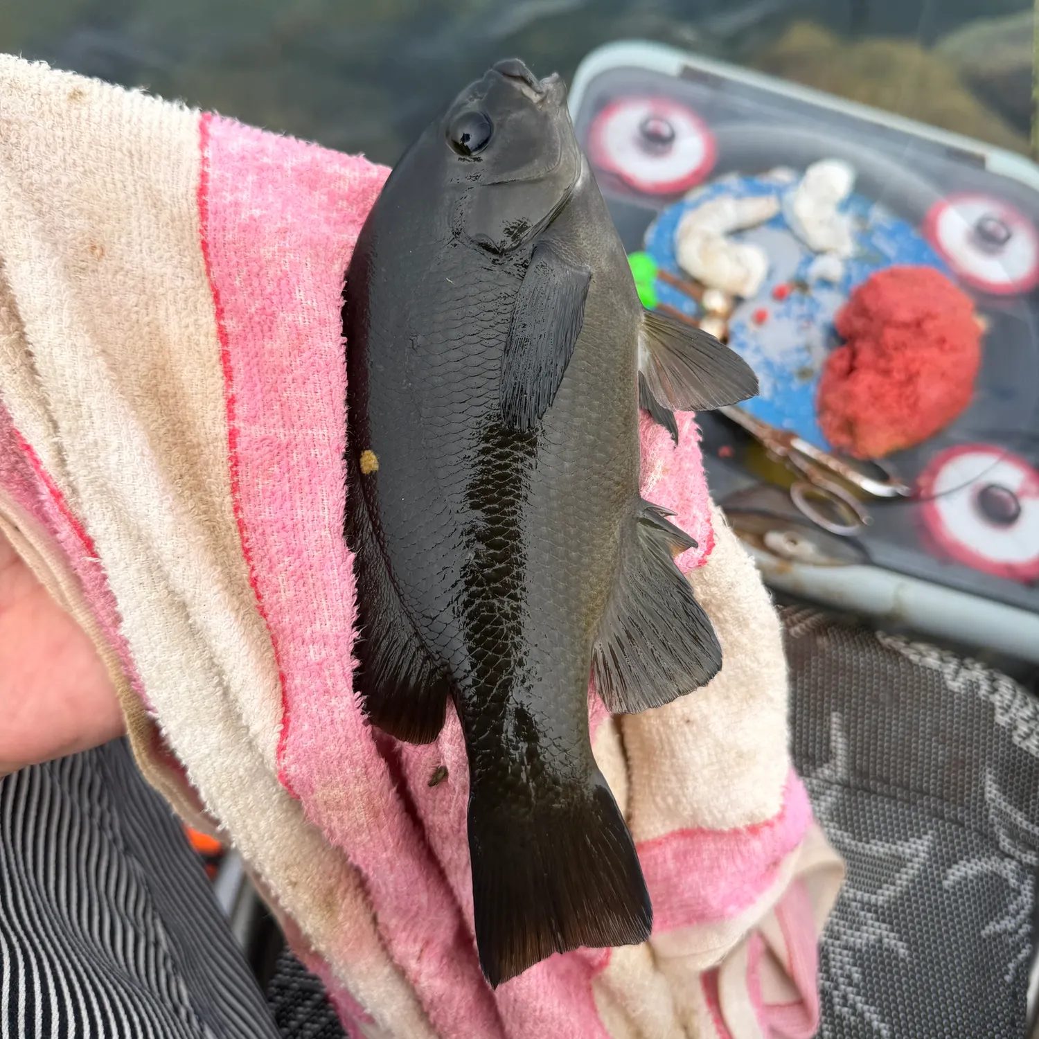 Opaleye caught on Fishbrain