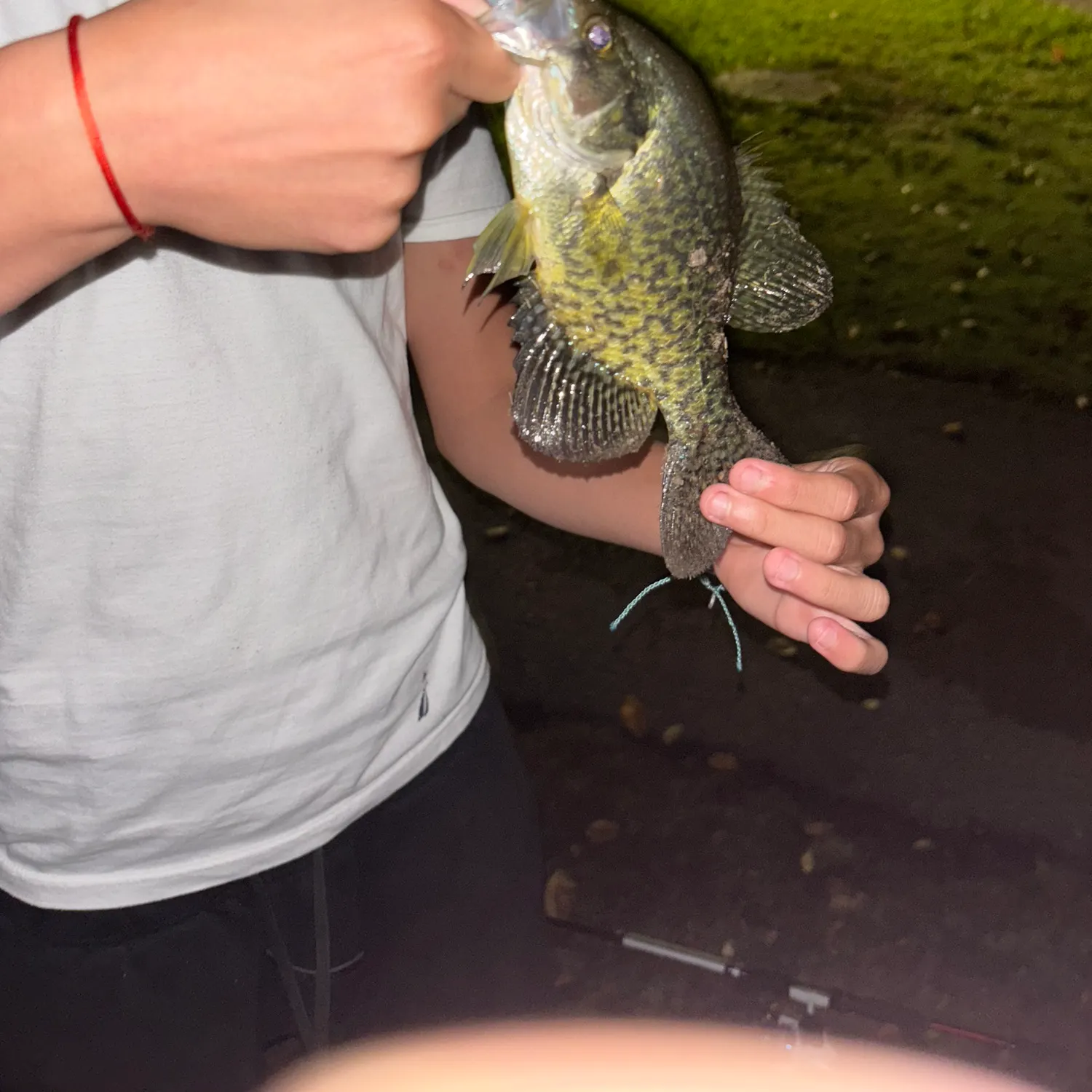 Black crappie caught on Fishbrain