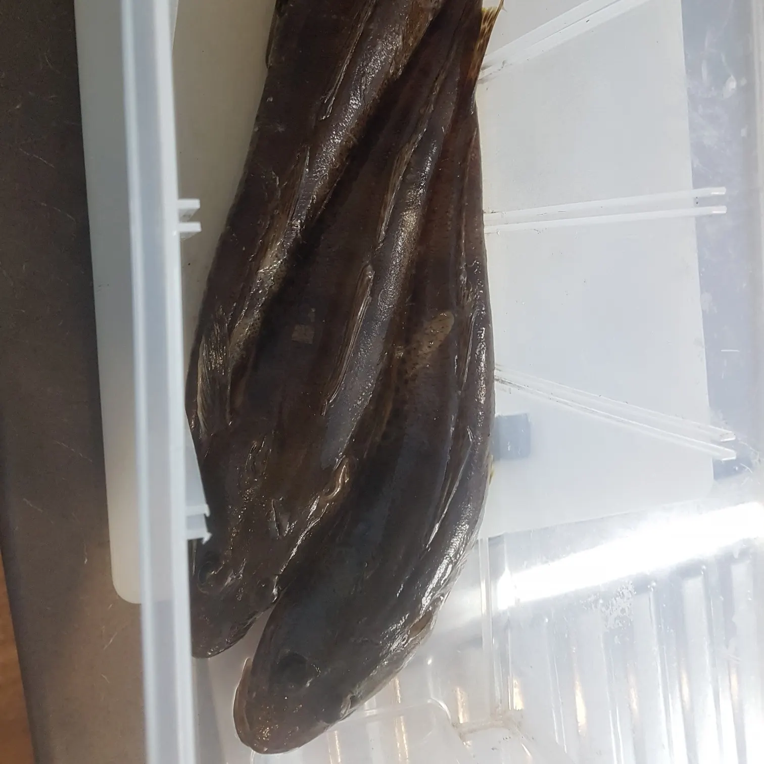 Sand flathead caught on Fishbrain