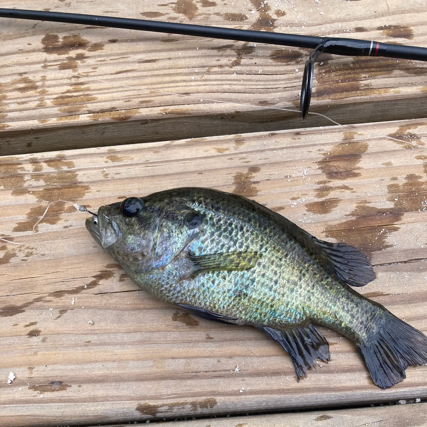 The most recent Wargill hybrid catches on Fishbrain