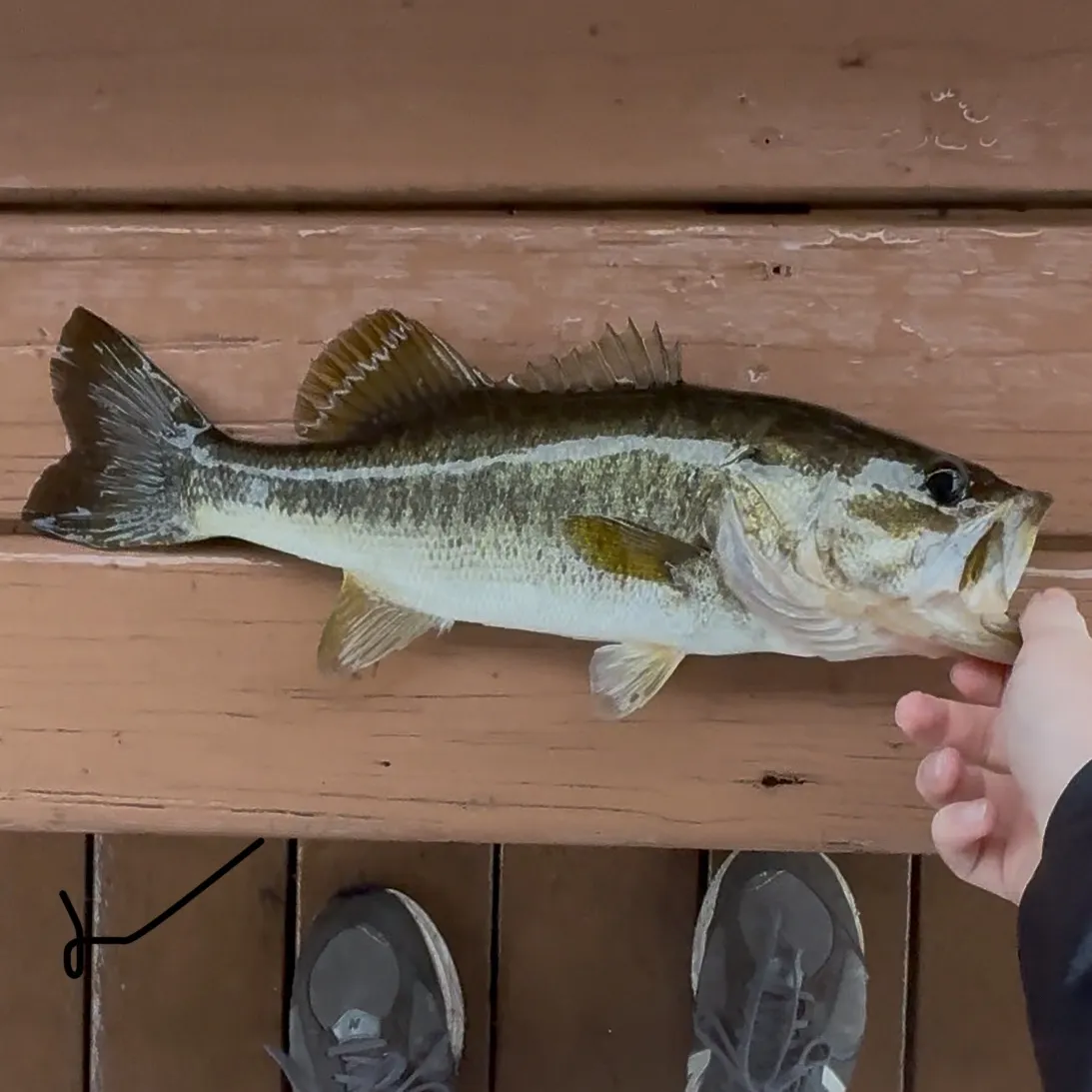 The most recent Florida bass catches on Fishbrain