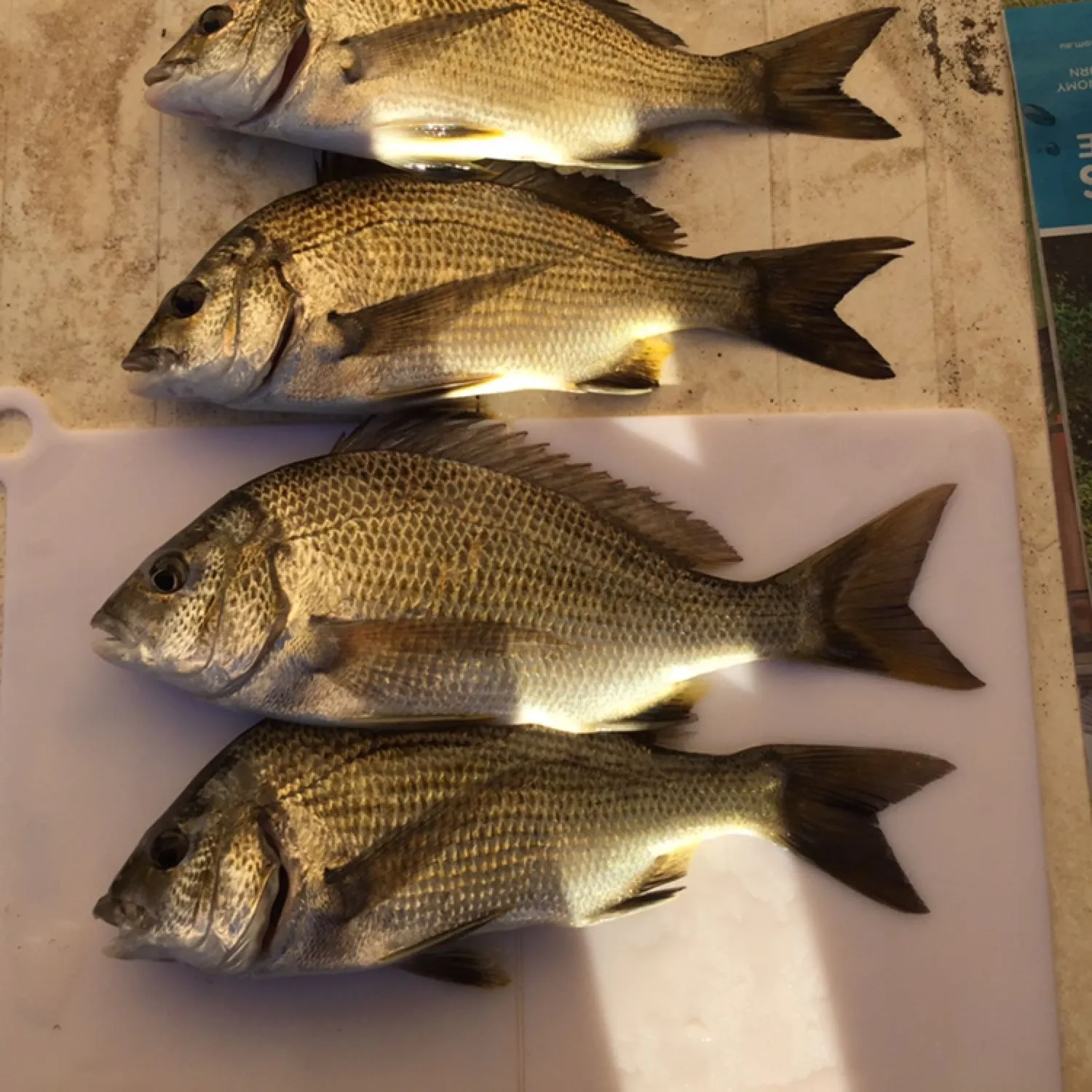 Southern black bream caught on Fishbrain