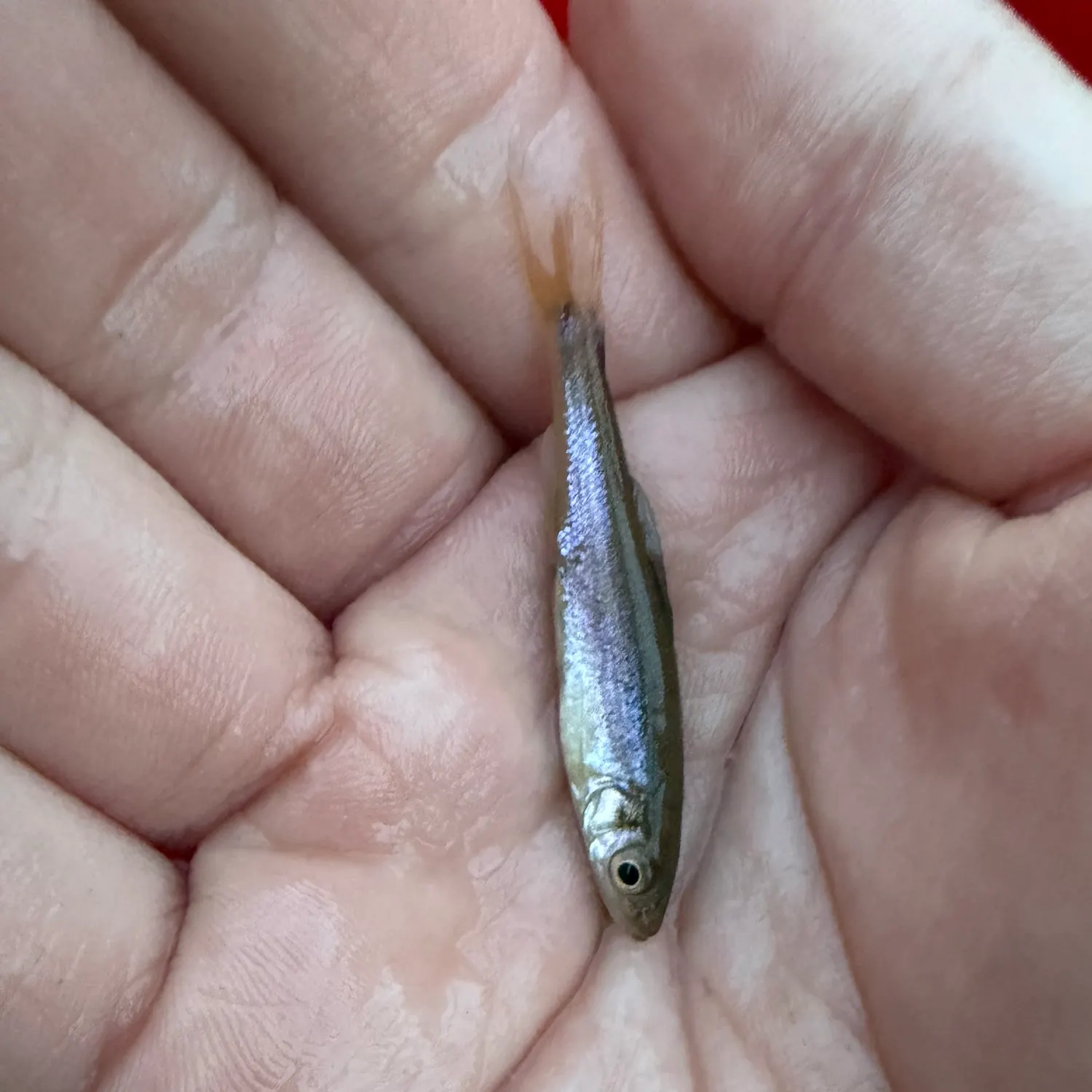 The most recent Redside dace catches on Fishbrain