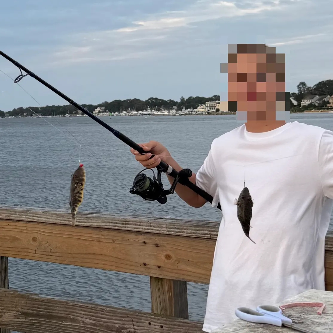 Southern puffer caught on Fishbrain