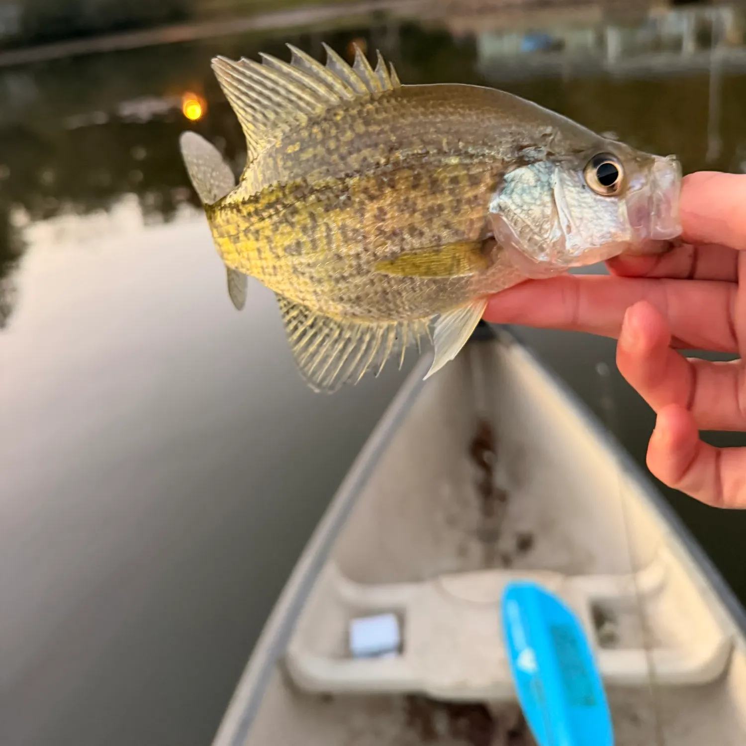 White crappie caught on Fishbrain