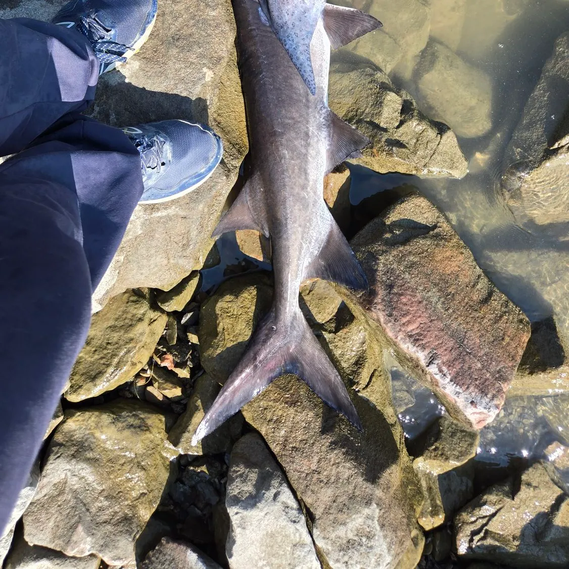 most liked catch image