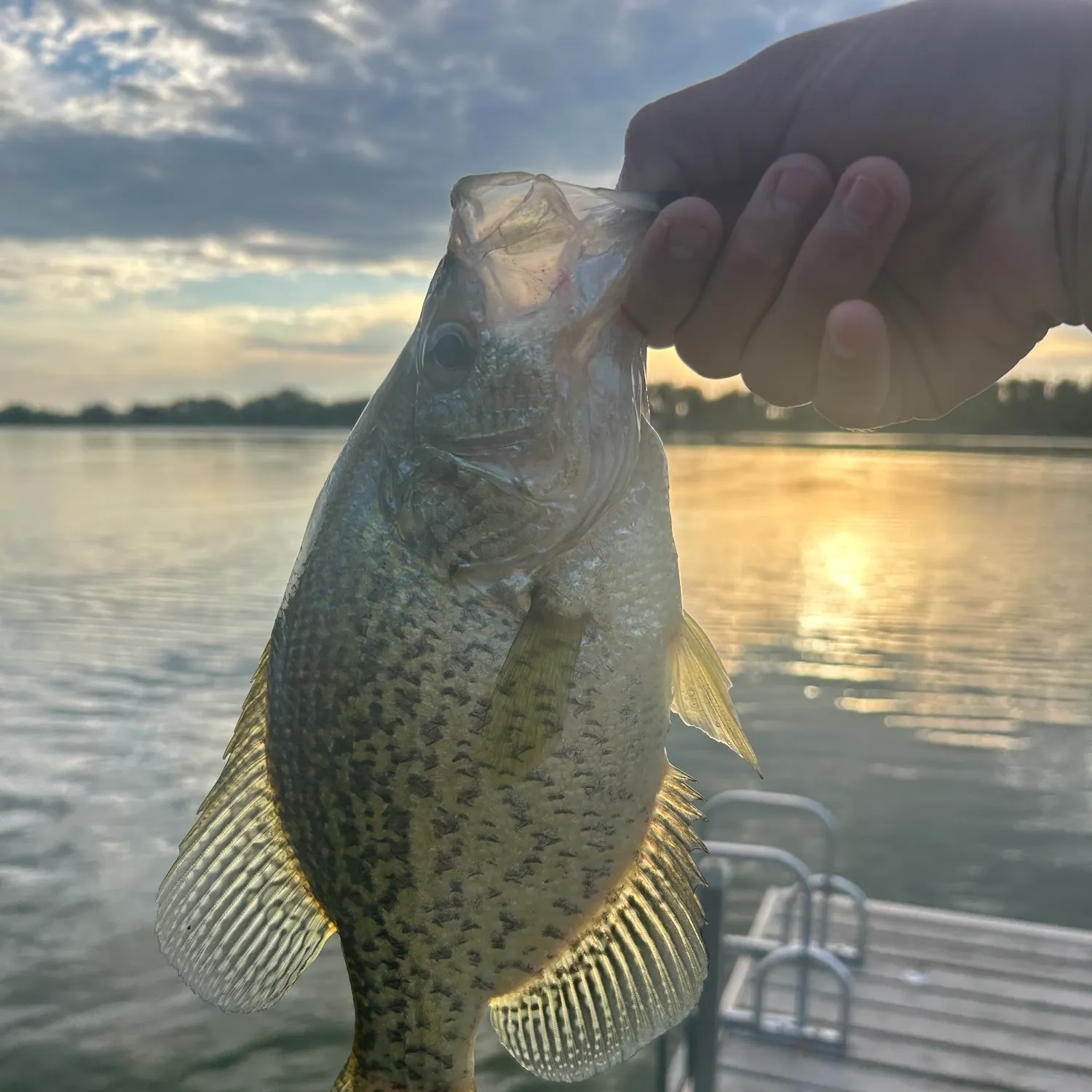Black crappie caught on Fishbrain