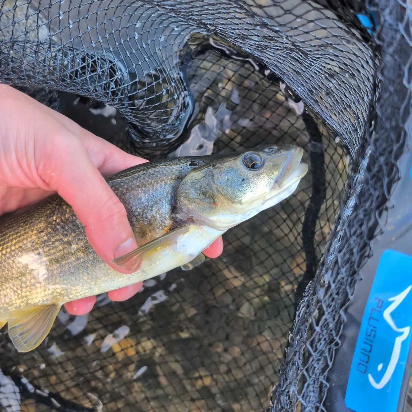 Northern pikeminnow caught on Fishbrain
