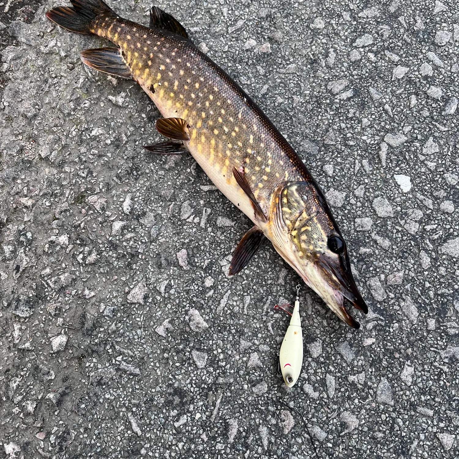 Northern pike caught on Fishbrain
