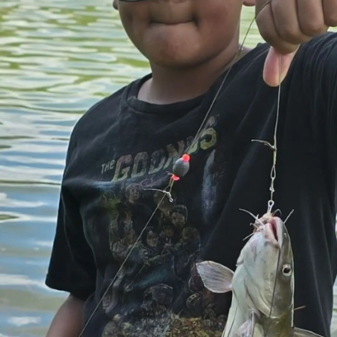 Channel catfish caught on Fishbrain