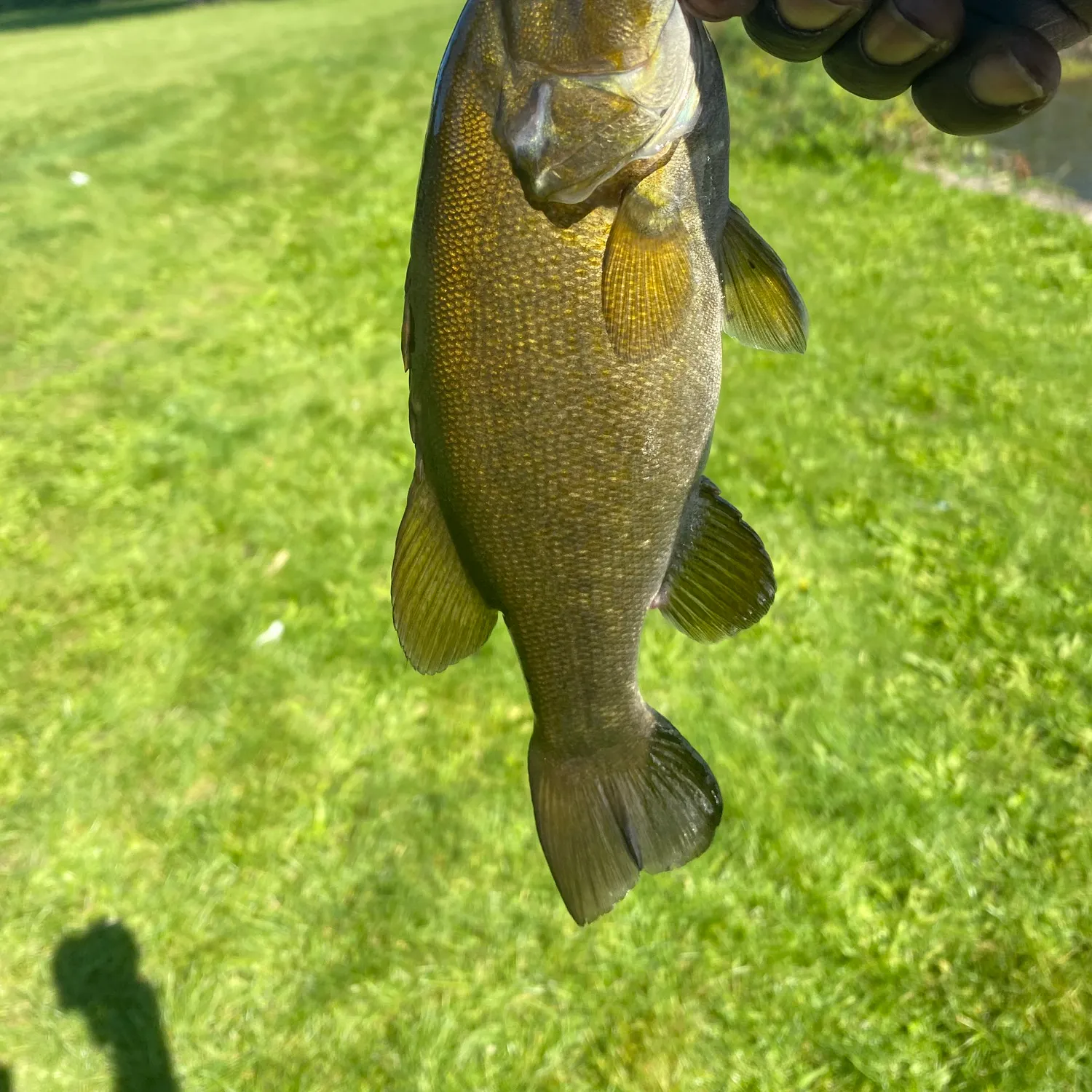 Smallmouth bass caught on Fishbrain