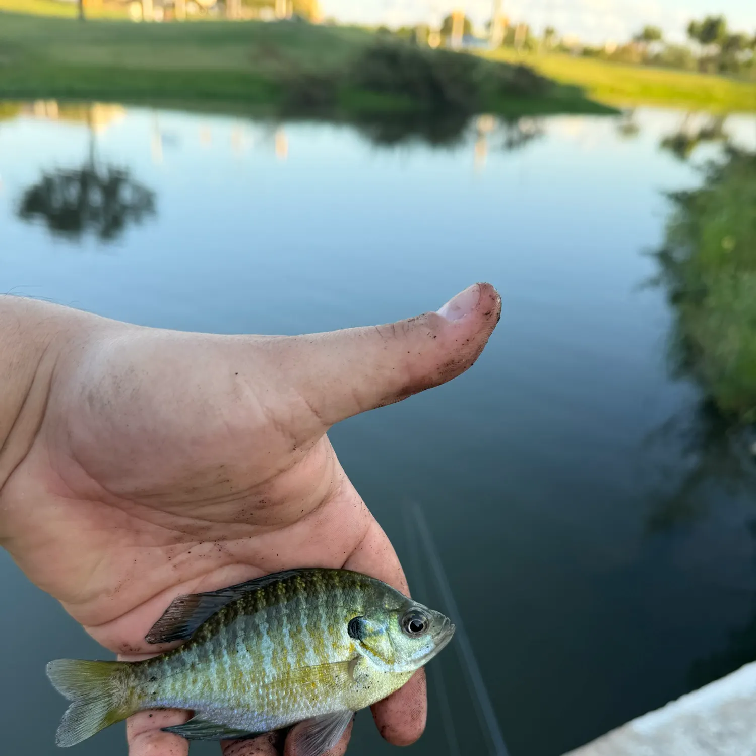 Greengill hybrid caught on Fishbrain