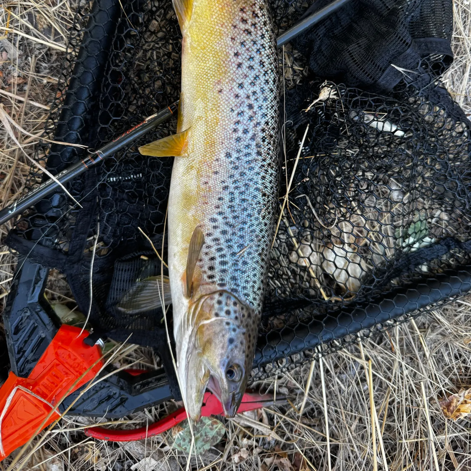 Brown trout caught on Fishbrain