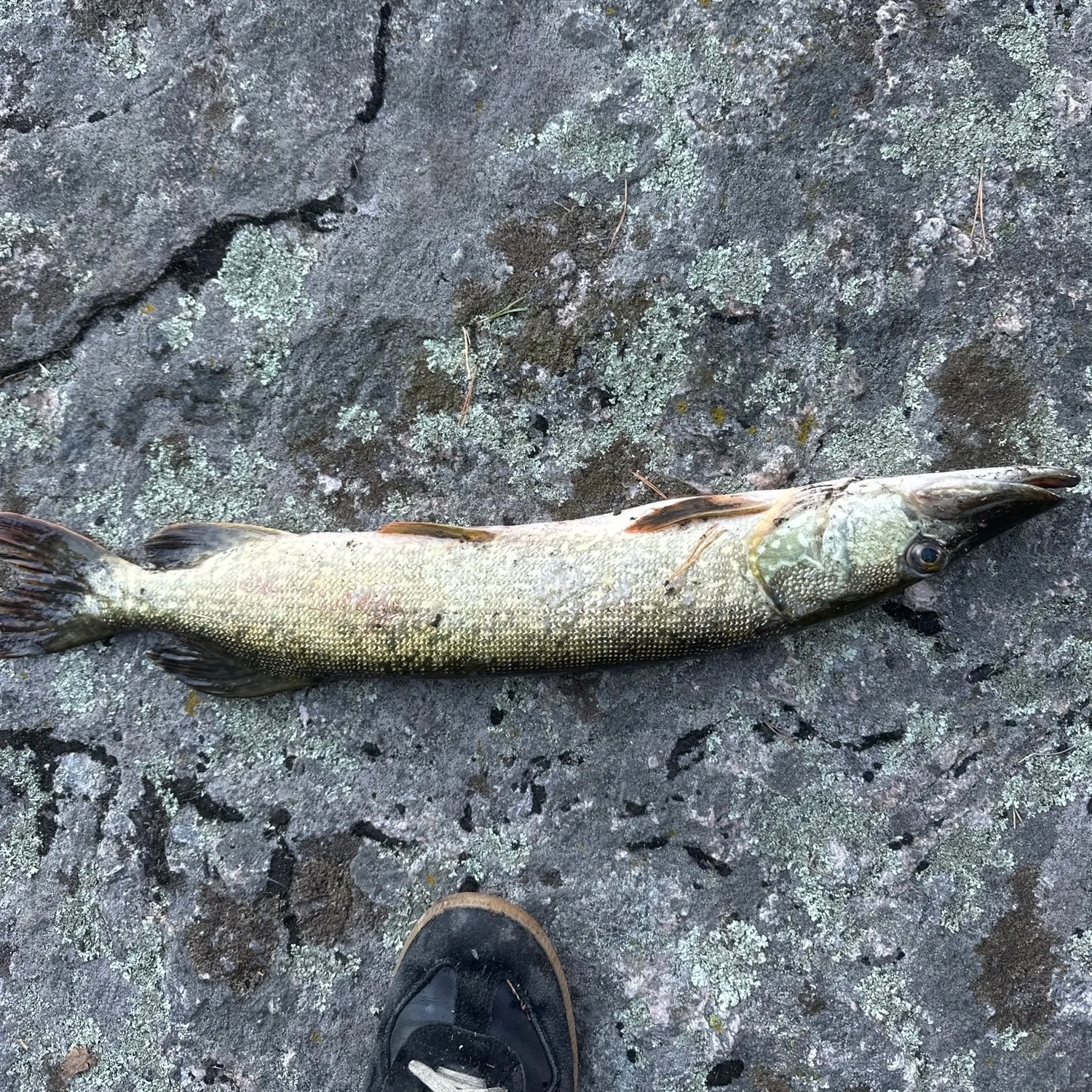 Northern pike caught on Fishbrain