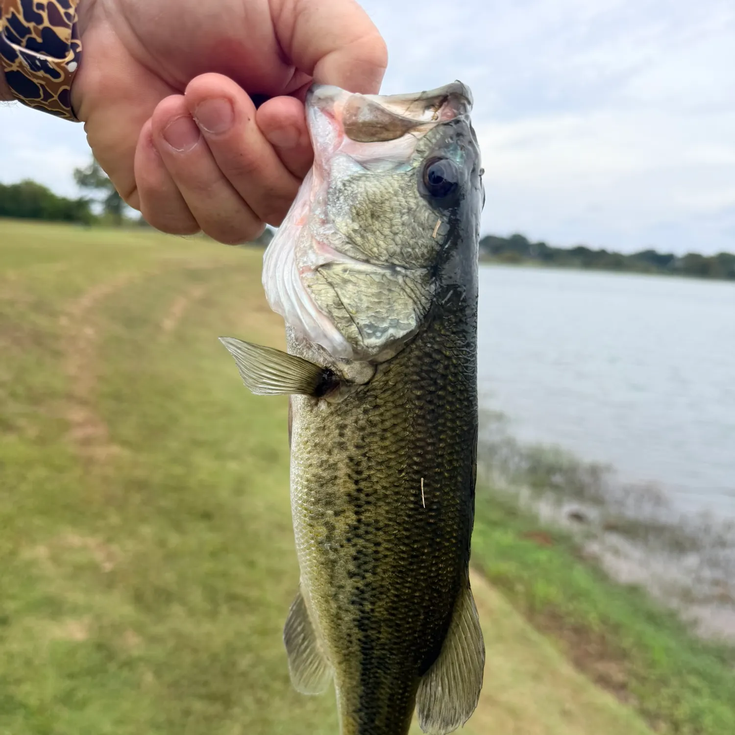 Fish caught on Fishbrain