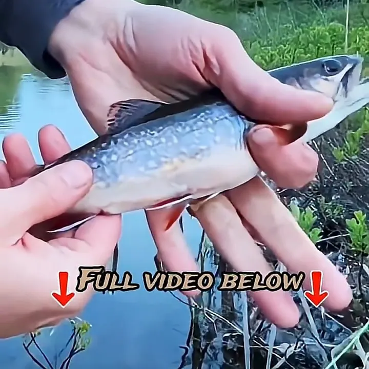 Brook trout caught on Fishbrain