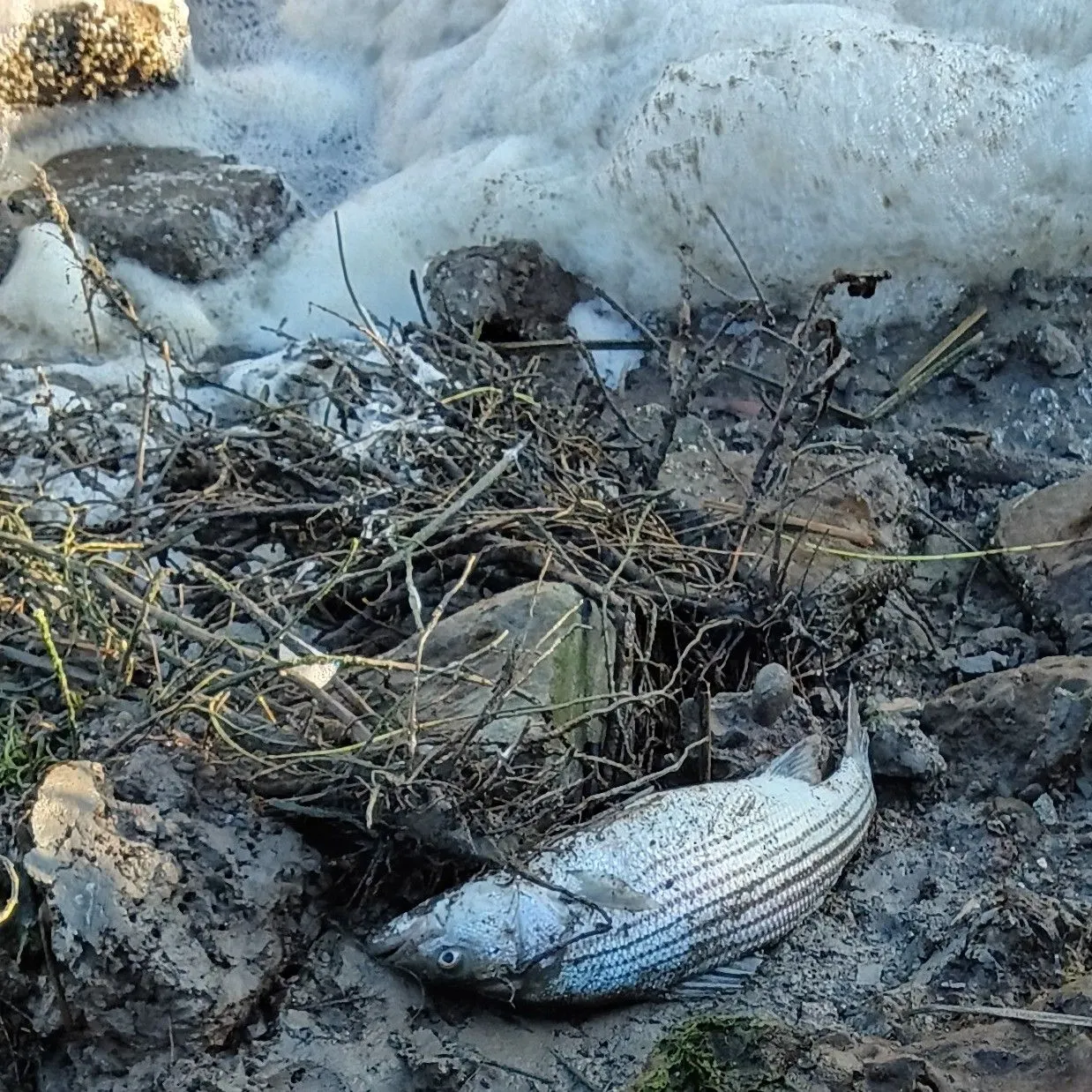 Striped bass caught on Fishbrain