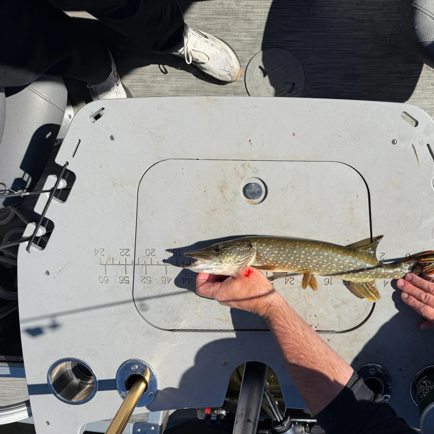 Northern pike caught on Fishbrain