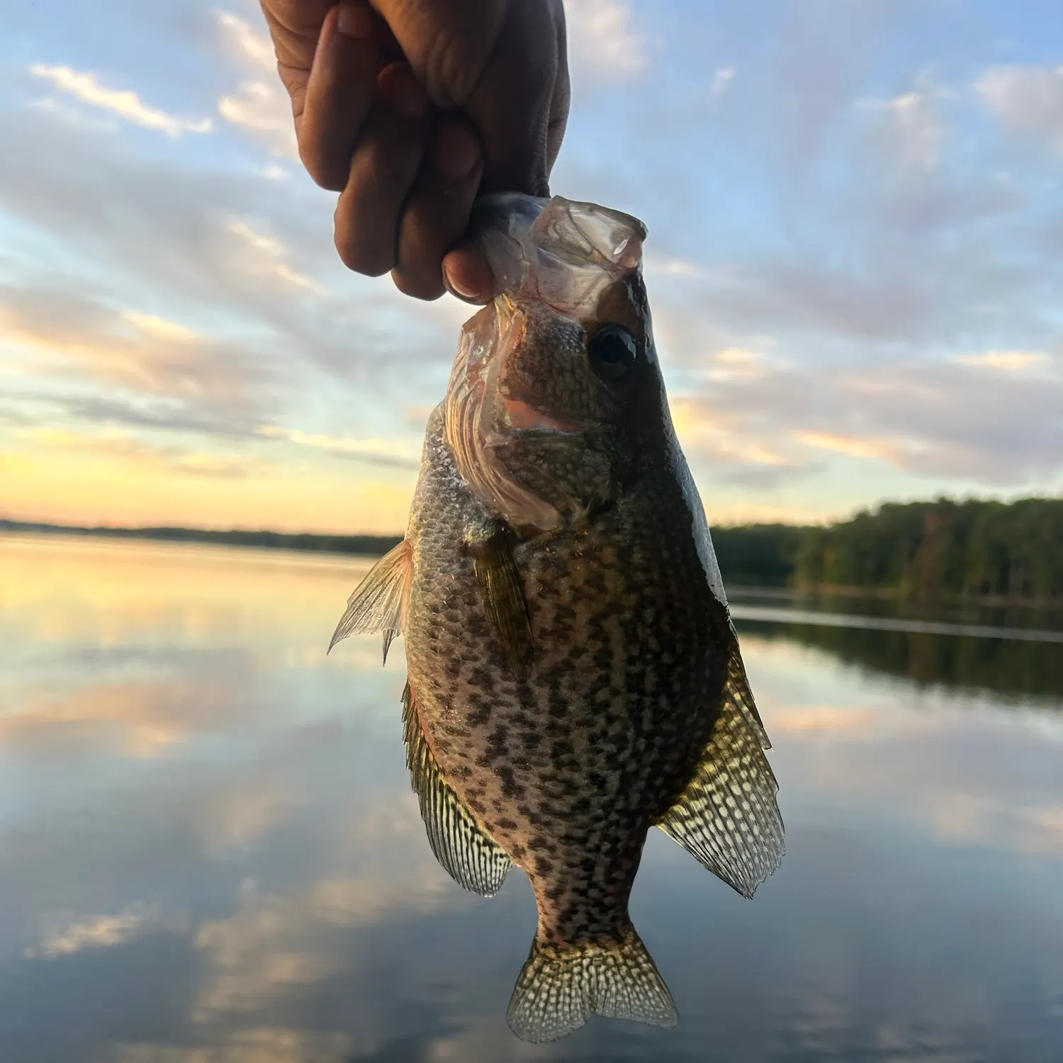 Black crappie caught on Fishbrain