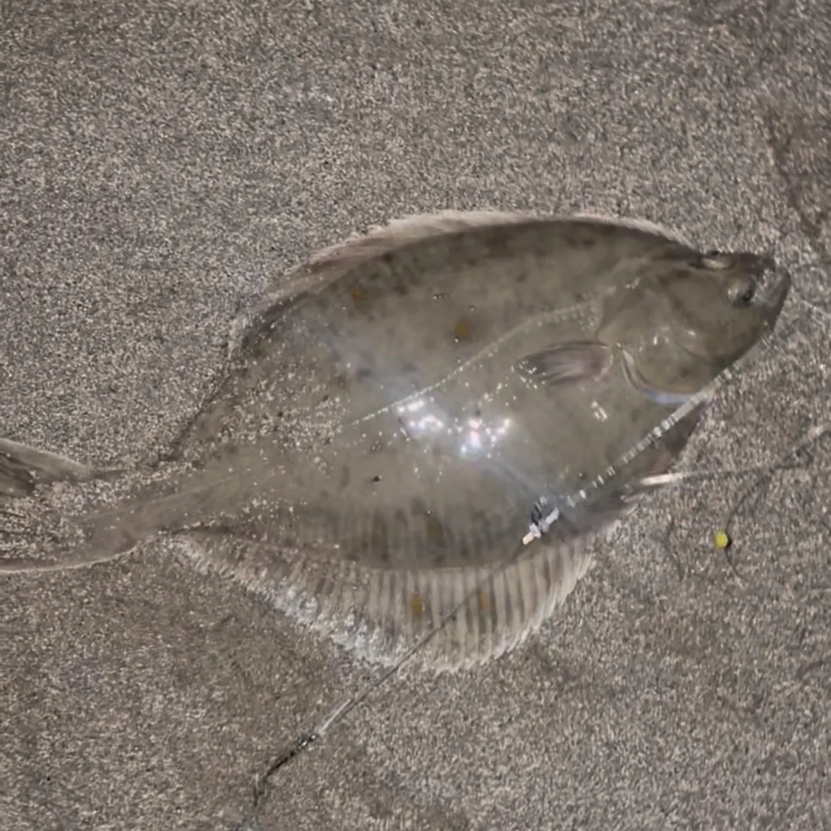 The most recent European flounder catches on Fishbrain