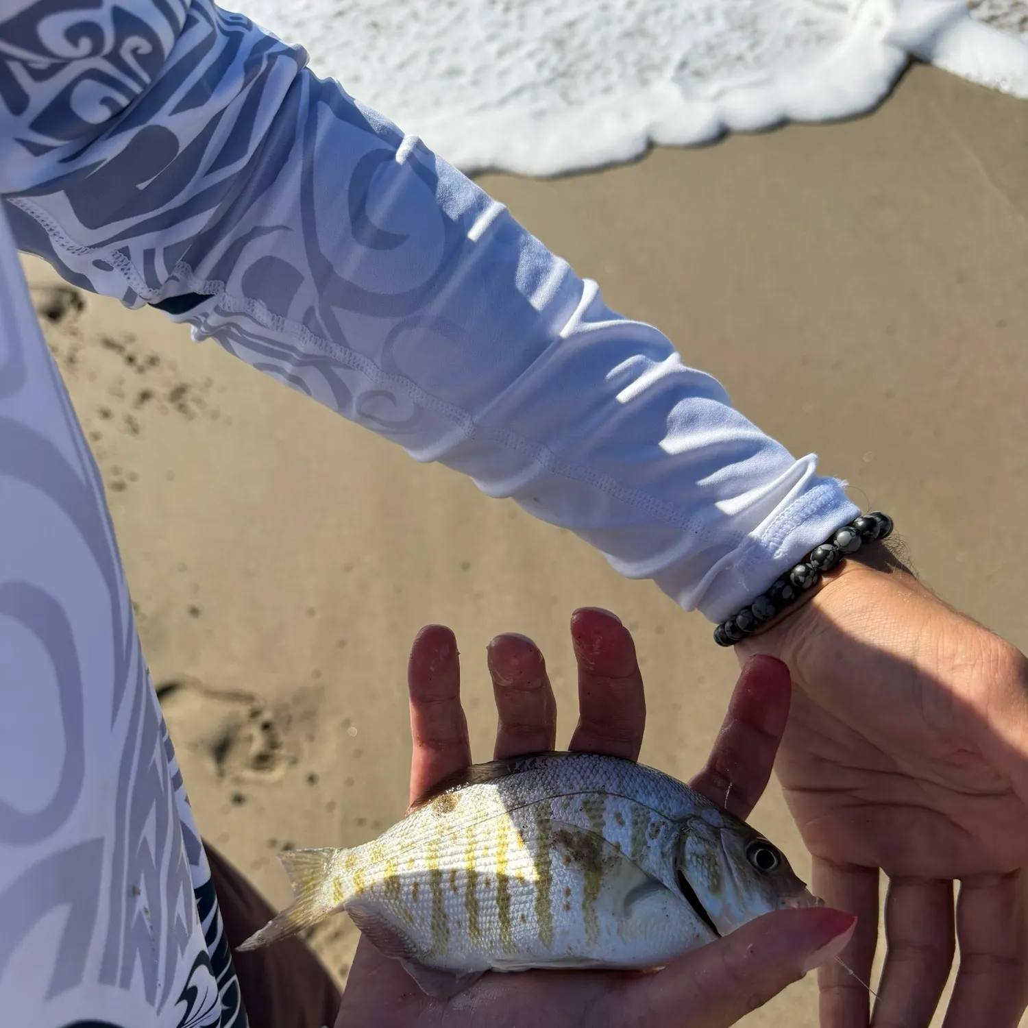 Barred surfperch caught on Fishbrain