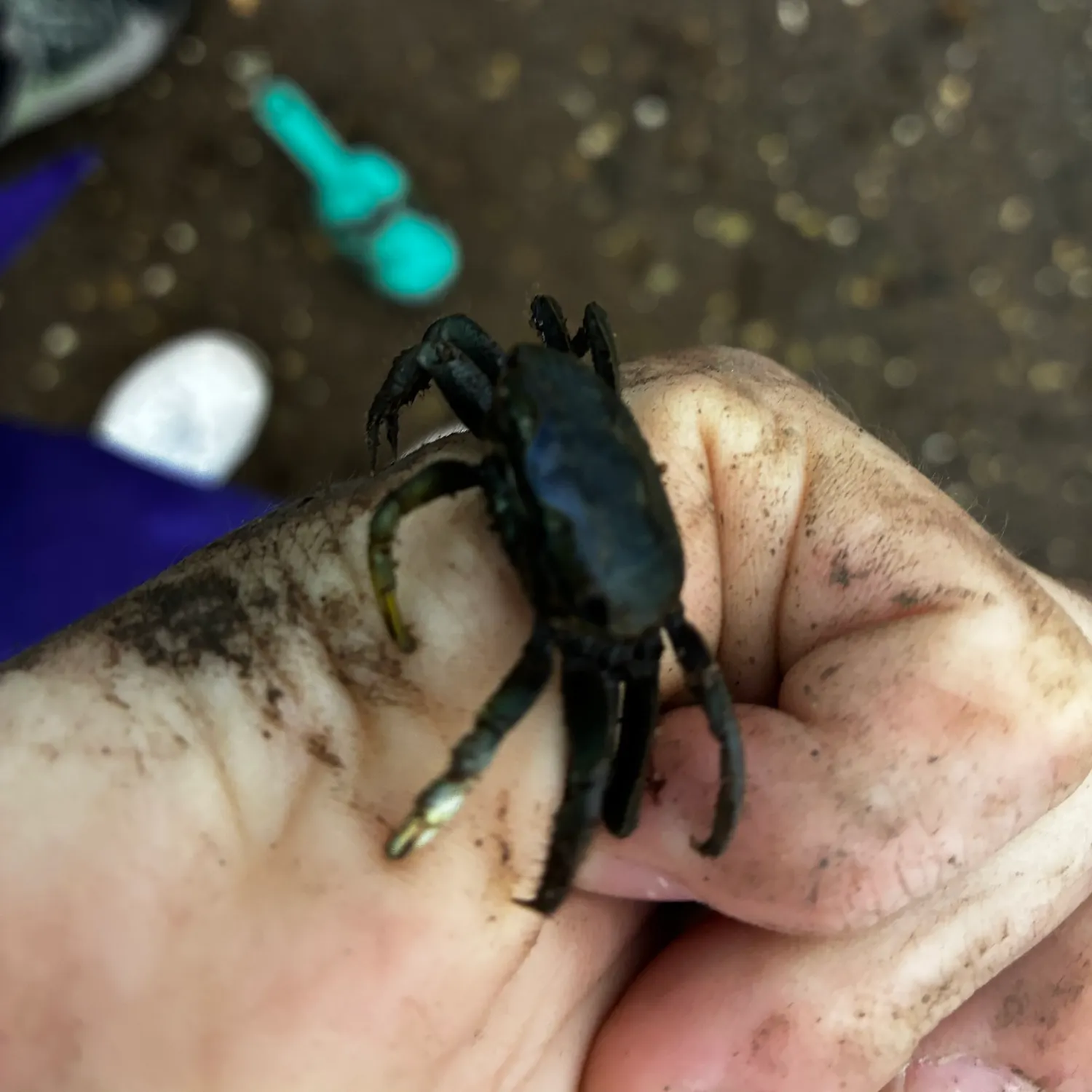 Mud fiddler crab caught on Fishbrain