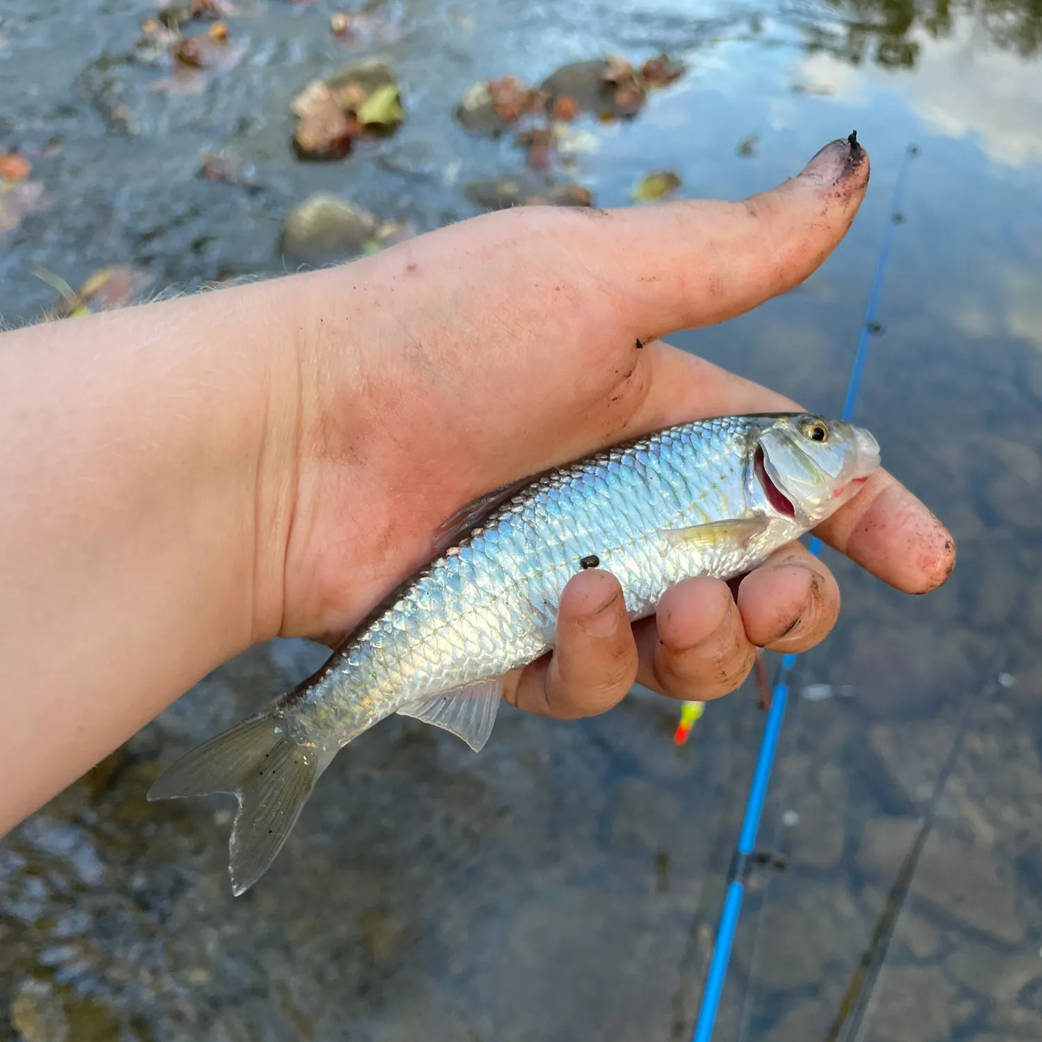 Striped shiner caught on Fishbrain