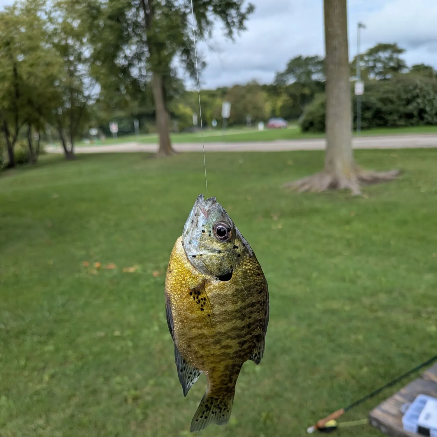 Bluegill caught on Fishbrain